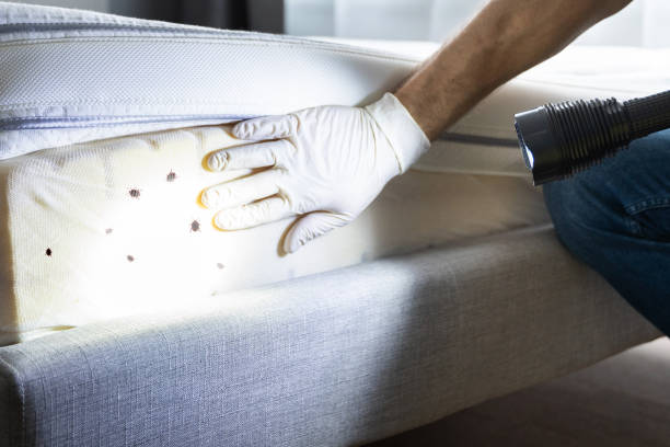 Best Pest Inspection Near Me  in Mcgaheysville, VA