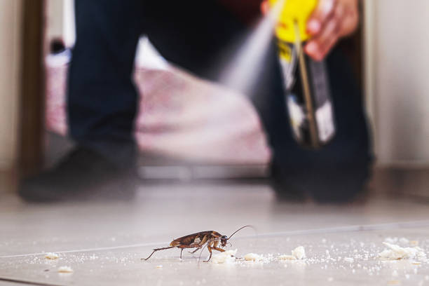 Best Insect Control  in Mcgaheysville, VA