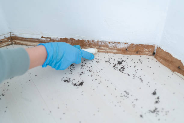 Best Flea Control Services  in Mcgaheysville, VA